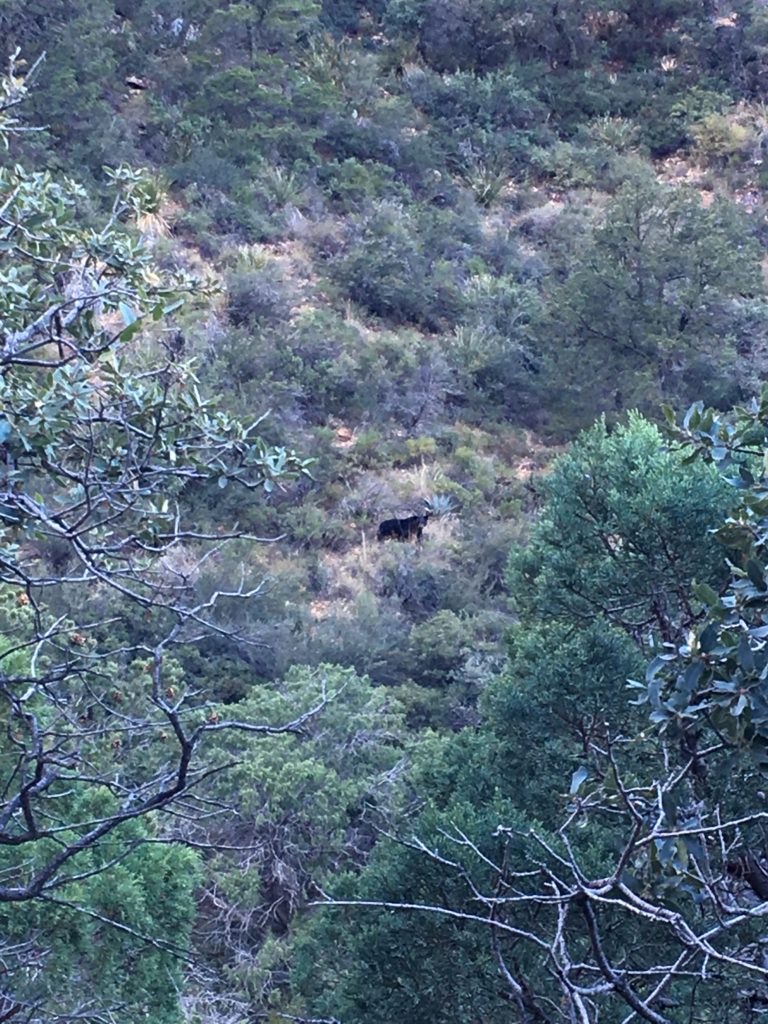 Bear spotting!